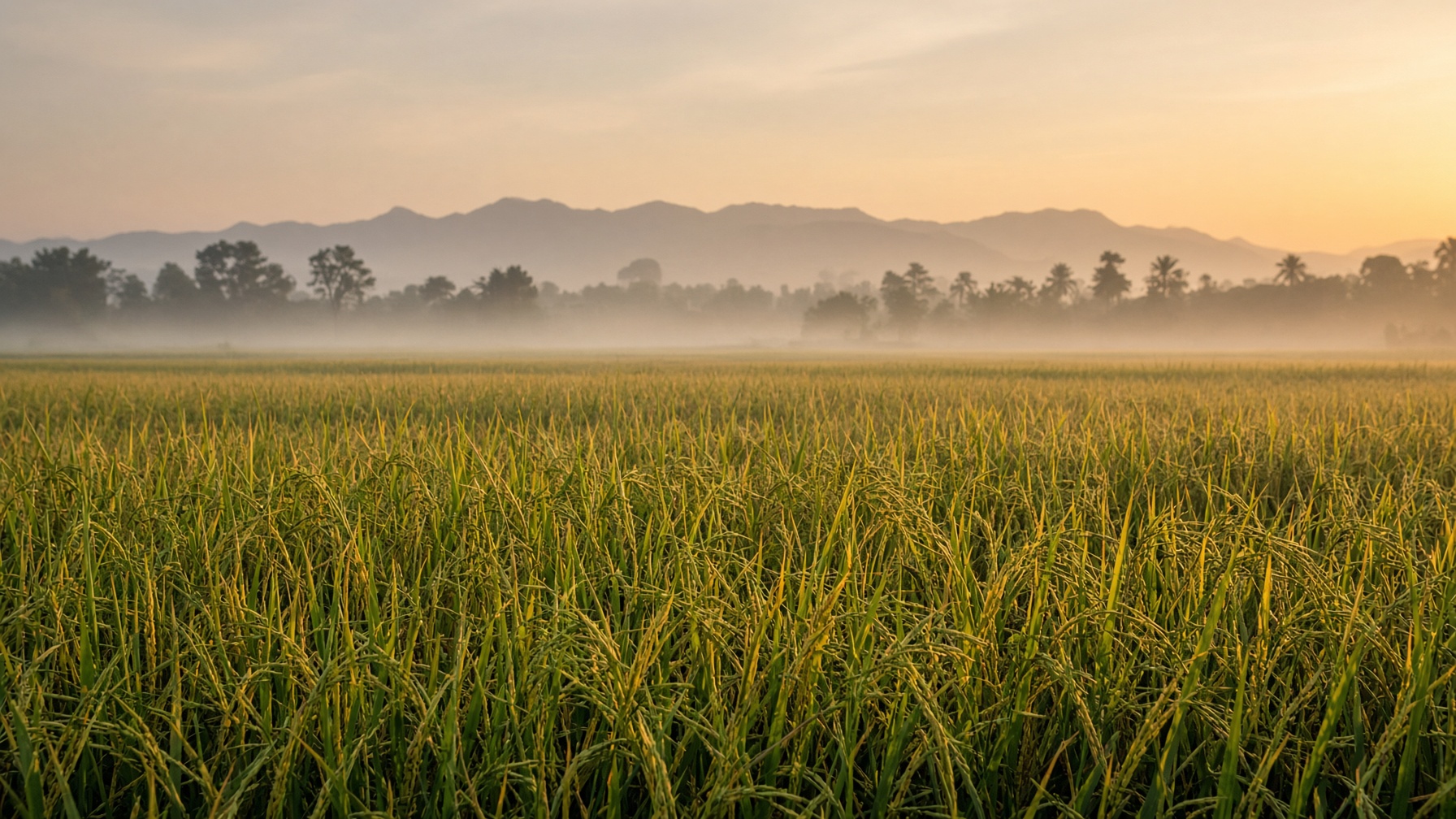 Mature paddy field at golden hour